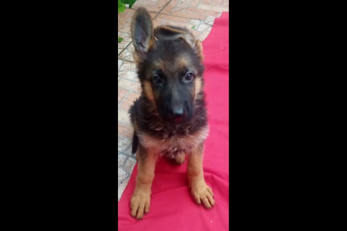 Imagen de publicación