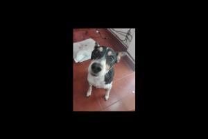 Miniatura publicación