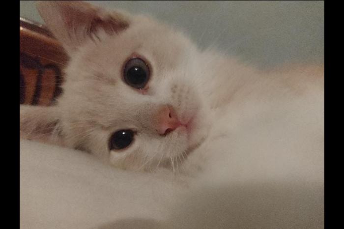 Imagen de publicación