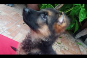 Veterinarias Sin datos  Veterinarias | CACHORROS OVEJERO ALEMAN